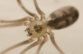 /album/pholcidae/pholcus-phalangioides-2m-jpg/